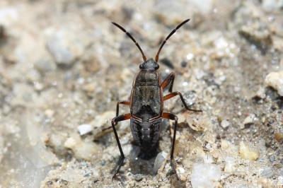  Rhyparochromus 