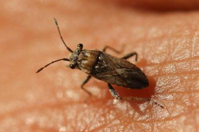  Henestaris laticeps (Curtis, 1836)