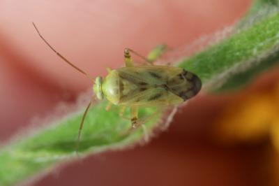  Taylorilygus apicalis (Fieber, 1861)
