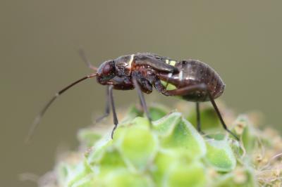  Hadrodemus m-flavum (Goeze, 1778)