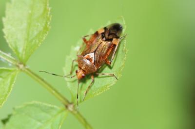  Deraeocoris flavilinea (A. Costa, 1862)