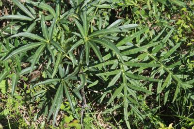 Cirse laineux, Cirse aranéeux Cirsium eriophorum (L.) Scop., 1772