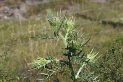 Cirse laineux, Cirse aranéeux Cirsium eriophorum (L.) Scop., 1772