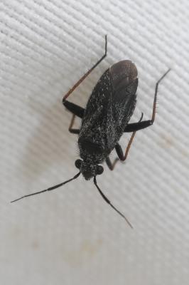  Orthocephalus saltator (Hahn, 1835)