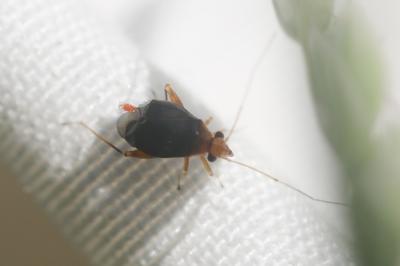  Halticus luteicollis (Panzer, 1804)