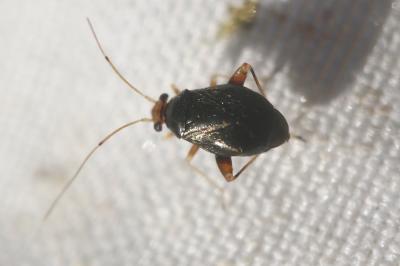  Halticus luteicollis (Panzer, 1804)