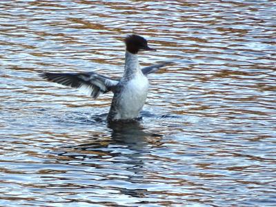 Harle bièvre Mergus merganser Linnaeus, 1758