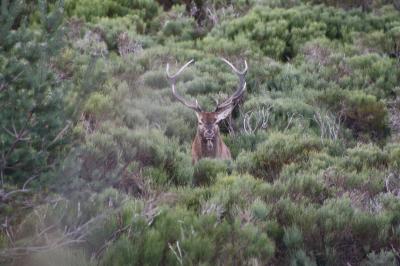 Cerf élaphe Cervus elaphus Linnaeus, 1758