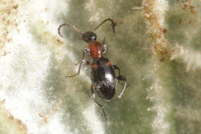  Anthelephila pedestris (Rossi, 1790)