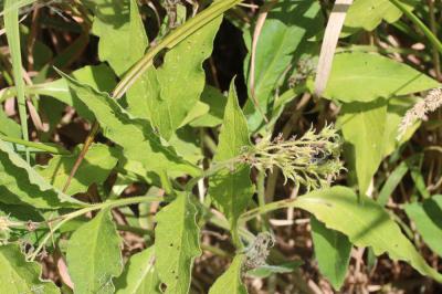 Grande consoude Symphytum officinale L., 1753