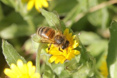 Abeille domestique, Abeille européenne, Abeille me Apis mellifera Linnaeus, 1758