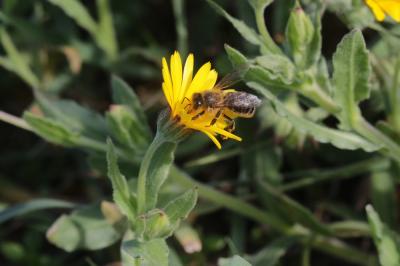 Abeille domestique, Abeille européenne, Abeille me Apis mellifera Linnaeus, 1758