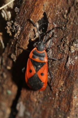  Scantius aegyptius (Linnaeus, 1758)