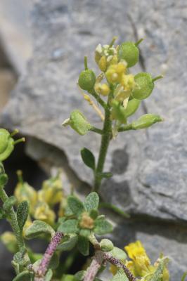 Alysson des montagnes, Alyssum des collines, Alyss Alyssum montanum L., 1753