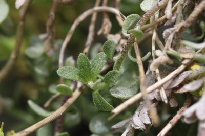 Alysson des montagnes, Alyssum des collines, Alyss Alyssum montanum L., 1753