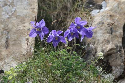 Ancolie des Pyrénées Aquilegia pyrenaica DC., 1815