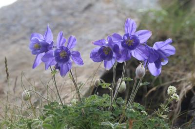 Ancolie des Pyrénées Aquilegia pyrenaica DC., 1815