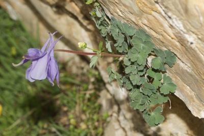 Ancolie des Pyrénées Aquilegia pyrenaica DC., 1815