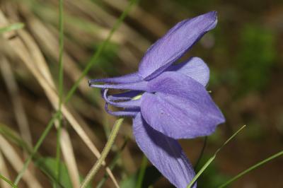 Ancolie des Pyrénées Aquilegia pyrenaica DC., 1815