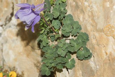 Ancolie des Pyrénées Aquilegia pyrenaica DC., 1815