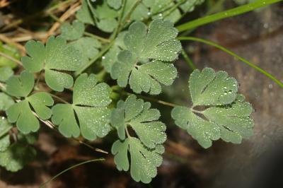 Ancolie des Pyrénées Aquilegia pyrenaica DC., 1815