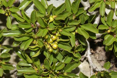 Raisin d'ours, Arbousier traînant Arctostaphylos uva-ursi (L.) Spreng., 1825