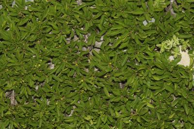 Raisin d'ours, Arbousier traînant Arctostaphylos uva-ursi (L.) Spreng., 1825