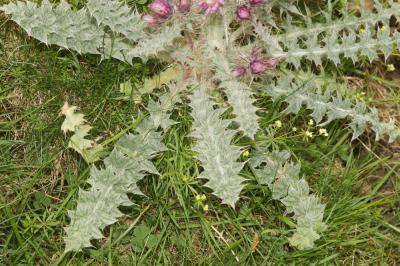 Chardon fausse-Carline Carduus carlinoides Gouan, 1773