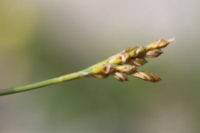 Laîche pied-d'oiseau Carex ornithopoda Willd., 1805