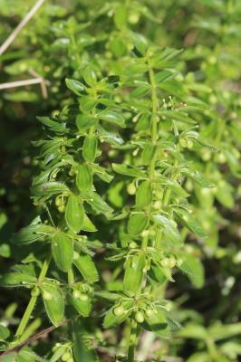 Gaillet glabre, Gaillet de printemps Cruciata glabra (L.) Ehrend., 1958