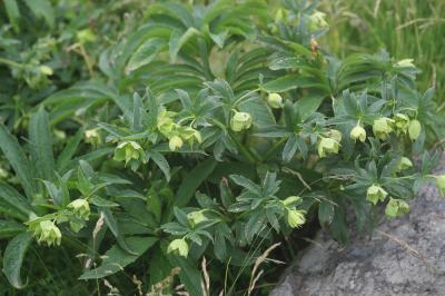 Hellébore vert, Herbe de saint Antoine Helleborus viridis L., 1753
