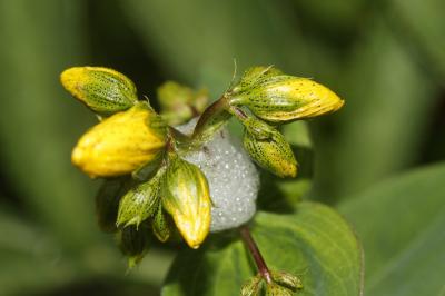 Millepertuis de Burser Hypericum richeri subsp. burseri (DC.) Nyman, 1878