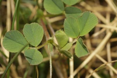 Luzerne souffrée, Luzerne sous-ligneuse Medicago suffruticosa Ramond ex DC., 1805