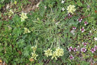 Oxytropis des champs, Oxytropis champêtre Oxytropis campestris (L.) DC., 1802