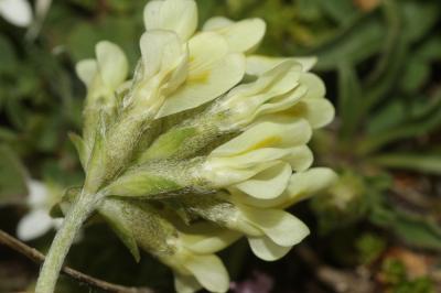 Oxytropis des champs, Oxytropis champêtre Oxytropis campestris (L.) DC., 1802