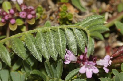 Oxytropis des champs, Oxytropis champêtre Oxytropis campestris (L.) DC., 1802