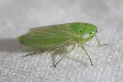  Graphocraerus ventralis (Fallén, 1806)