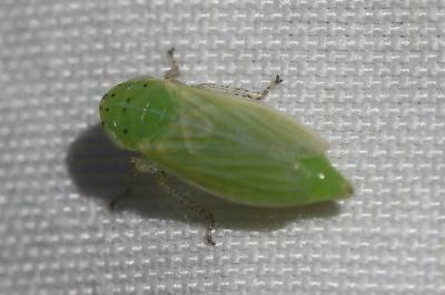  Graphocraerus ventralis (Fallén, 1806)