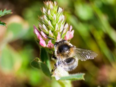 Anthophore obtuse Anthophora retusa (Linnaeus, 1758)