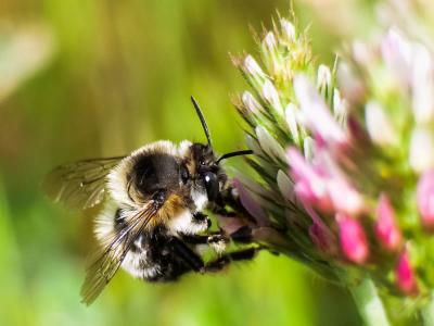 Anthophore obtuse Anthophora retusa (Linnaeus, 1758)