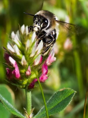 Anthophore obtuse Anthophora retusa (Linnaeus, 1758)