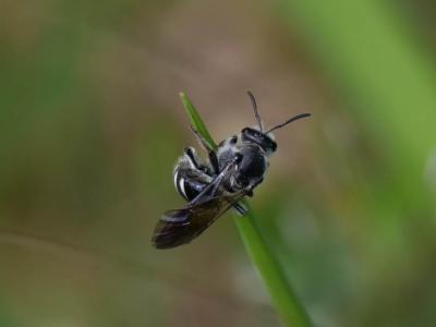  Lasioglossum sexnotatum (Kirby, 1802)