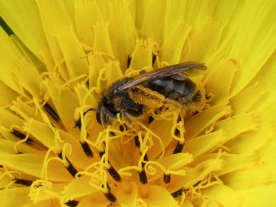  Andrena humilis Imhoff, 1832