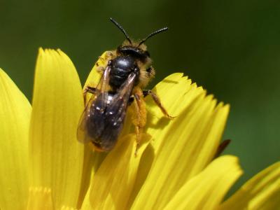  Andrena humilis Imhoff, 1832