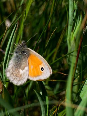 Fadet commun (Le), Procris (Le), Petit Papillon de Coenonympha pamphilus (Linnaeus, 1758)