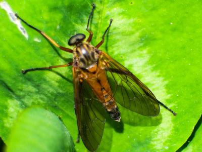  Rhagio tringarius (Linnaeus, 1758)