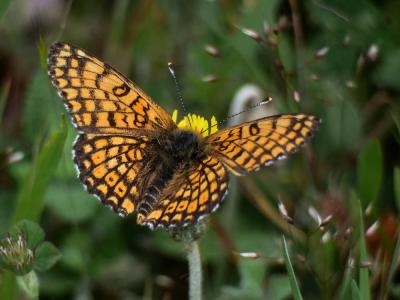 Mélitée du Plantain (La), Déesse à ceinturons (La) Melitaea cinxia (Linnaeus, 1758)