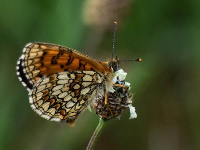 Mélitée du Mélampyre (La), Damier Athalie (Le) Melitaea athalia (Rottemburg, 1775)
