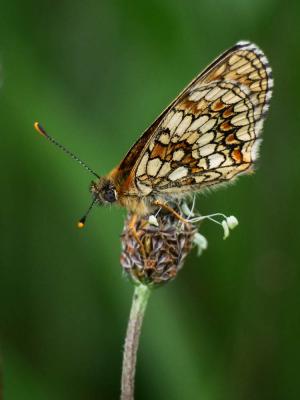 Mélitée du Mélampyre (La), Damier Athalie (Le) Melitaea athalia (Rottemburg, 1775)