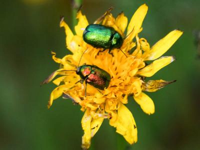  Cryptocephalus sericeus sericeus (Linnaeus, 1758)